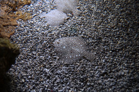 Turbot fish (Scophthalmus maximus species of flatfish ) lying the ground with the same color of the...