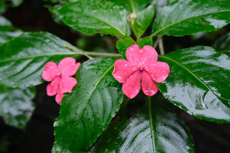 Red pink flower with green leaves in the background in the morning