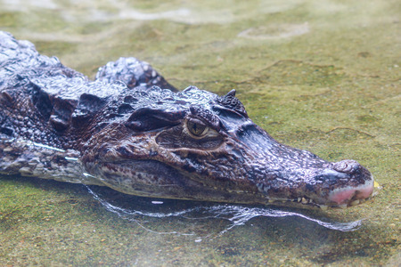 Caiman crocodilus head closeupの写真素材