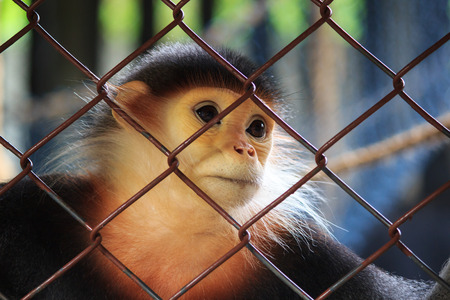 Sad Red-shanked Douc behind the Cageの写真素材