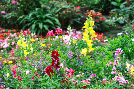 Flower garden backgroundの写真素材
