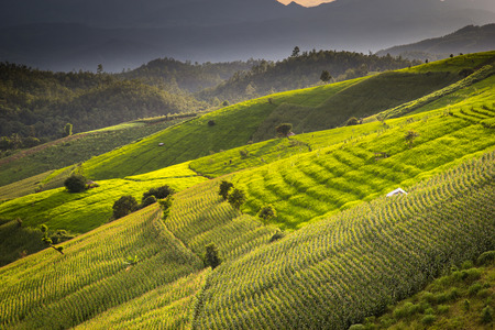 Green Terraced Rice Field in Pa Pong Pieng , Mae Chaem, Chiang Mai, Thailandの写真素材