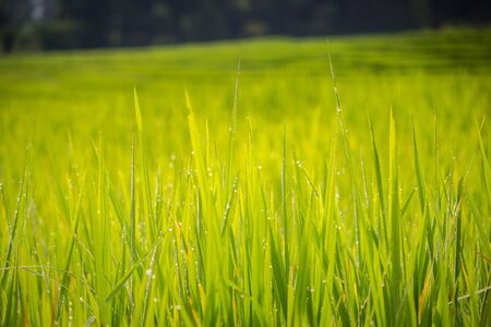close up of morning dew on rice fieldの写真素材