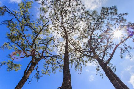 pines in the forest seen from ground upの写真素材