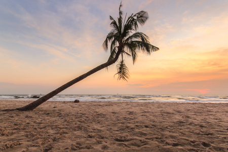 coconut tree on the huahin beach, Thailandの写真素材