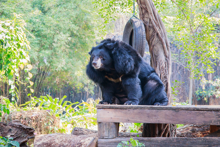 Asiatic black bear (Ursus thibetanus) sit down on the table with nature backgroundの写真素材