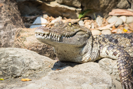 Head Shot of Siamese Crocodileの写真素材