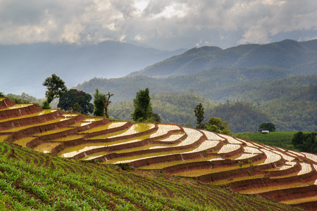 Green Terraced Rice Field in Pa Pong Pieng , Mae Chaem, Chiang Mai, Thailand