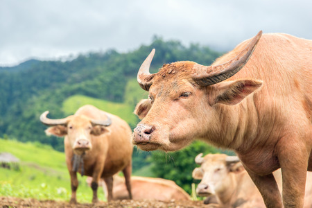 White buffalo graze on high mountain, Mae La Noi, Maehongson Province, Thailandの写真素材