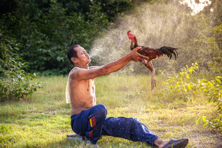 Ayutthaya, Thailand - August 23 : Man cleaning Thai gamecock on FAugust 23, 2015 in Ayutthaya, Thailandのeditorial素材