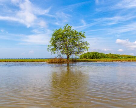 Tree alone at mangrove forest natural lake.の写真素材