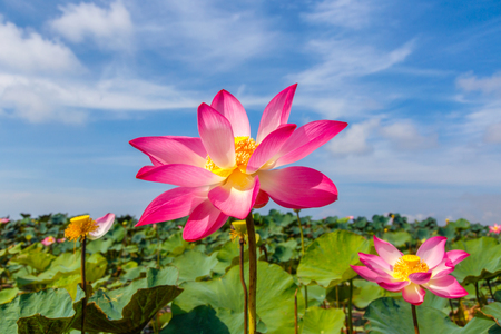 A vast lake full of water lilies of Talay Noi Wetlands, Phatthalung, Thailandの写真素材