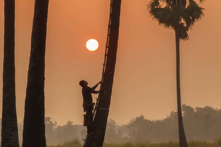 People with career climbing palm sugar to keep fresh at Ayutthaya Province, Thailandの写真素材