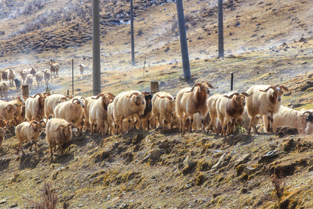China southwest landscape snow mountain with grazing sheep and goats on fog in the sidewalkの写真素材