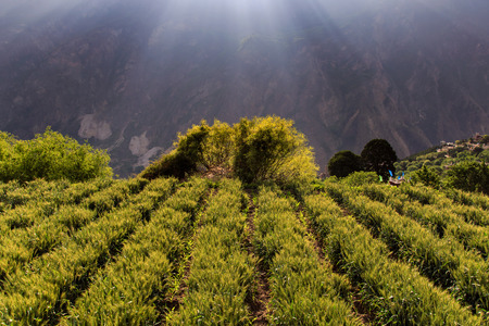 Barley on sunshine day at Danba Village, Chinaの写真素材