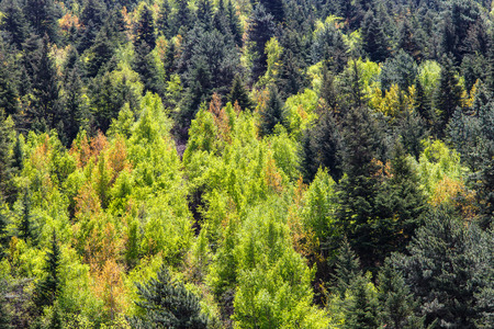 View of forrest of green pine trees on mountainside