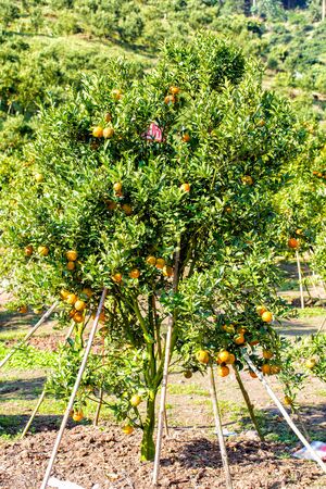 Orange tree - Orange Farm in fang district at Chiang Mai, Thailand