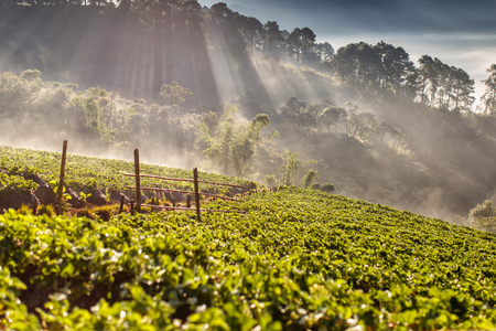 Misty morning sunrise in strawberry garden, View of Morning Mist at doi angkhang Mountain, Chiang Mai, Thailandの写真素材