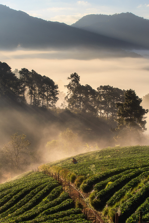 Misty morning sunrise in strawberry garden, View of Morning Mist at doi angkhang Mountain, Chiang Mai, Thailandの写真素材