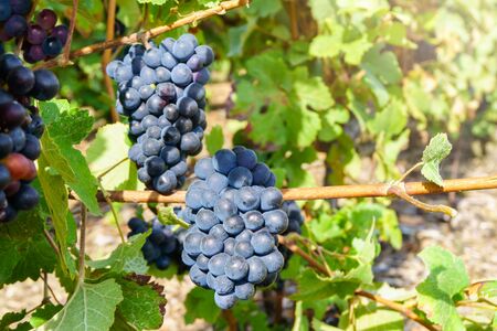 Close up vine grapes in champagne region in autumn harvest, Reims, Franceの写真素材