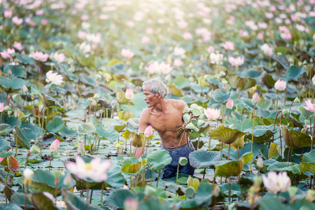Old man thai farmer grow lotus in the season. They were soaked with water and mud to be prepared for harvest to sell の写真素材