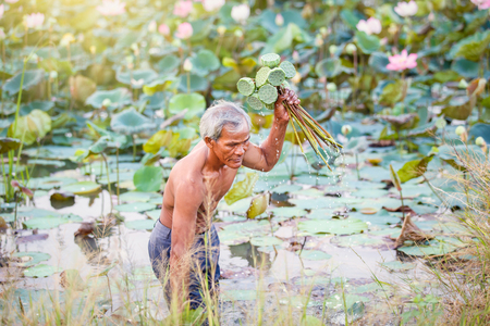 Old man thai farmer grow lotus in the season. They were soaked with water and mud to be prepared for harvest to sellの写真素材