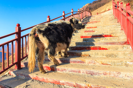 Yak walk up on stairway at Larung gar (Buddhist Academy) in sunshine day and background is blue sky, Sichuan, Chinaの写真素材