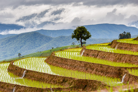 Green Terraced Rice Field in Pa Pong Pieng , Mae Chaem, Chiang Mai, Thailandの写真素材