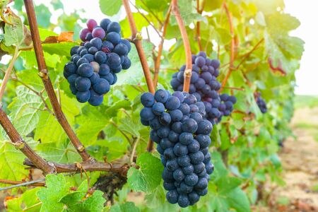 Close up vine grapes in champagne region in autumn harvest, Reims, Franceの写真素材