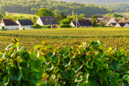 Scenic landscape in the Champagne, Vineyards in the Montagne de Reims, Franceの写真素材