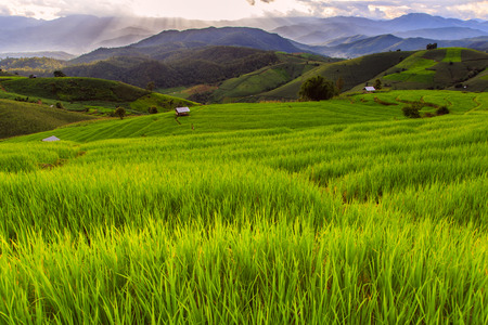 Green terraced rice field in pa pong piang, Chiang Mai, Thailandの写真素材