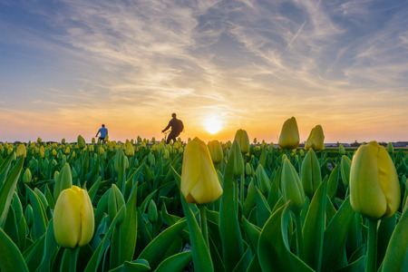 Tourist in bicycle riding along tulip fields in the Amsterdam, Netherlandsの写真素材