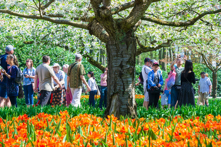 AMSTERDAM, NETHERLANDS - 20, APRIL, 2018 : Blooming tulips flower beds and cherry blossom in Keukenhof flower garden, Amsterdam, Netherlandsのeditorial素材