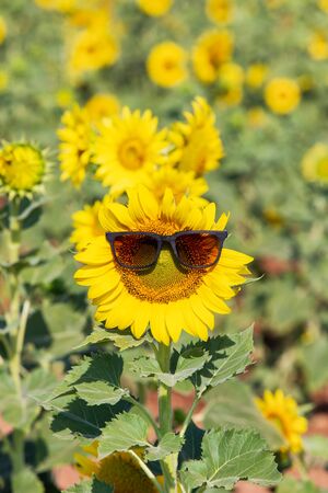 Beautiful sunflowers in spring field and the plant of sunflower is wideness plant in travel location, Lopburi Province, Thailandの写真素材