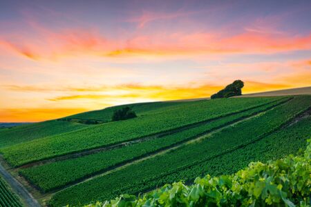 Row vine grape in champagne vineyards at montagne de reims, Reims, Franceの写真素材