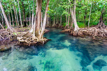 Jungle river in Thapom mangrove forest, Krabi,Thailandの写真素材