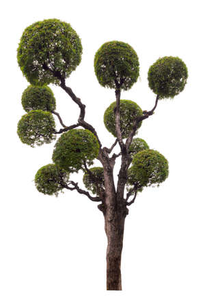 Close-Up of bonsai tree against isolated on white background. Tamarind tree bending