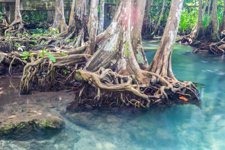 Jungle river in Thapom mangrove forest, Krabi,Thailandの写真素材
