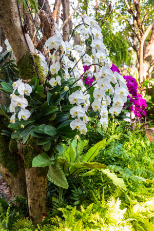Orchid flower in orchid garden at winter or spring day, Chiang Rai, Thailandの写真素材