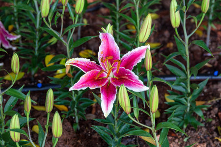 Beautiful lilies blooming in the garden at Chiang Rai Flower Festival, Chiang Rai Province,...