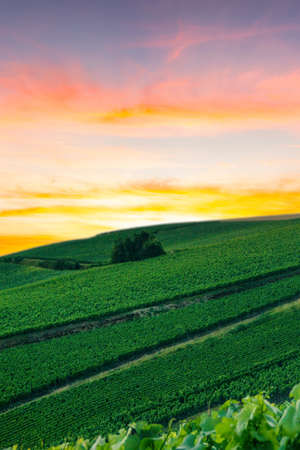 Row vine grape in champagne vineyards at montagne de reims, Reims, Franceの写真素材