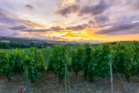 Row vine grape in champagne vineyards at montagne de reims, Reims, Franceの写真素材