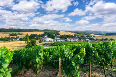 Row vine grape in champagne vineyards at montagne de reims, Reims, France