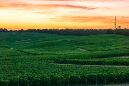 Row vine grape in champagne vineyards at montagne de reims, Reims, Franceの写真素材