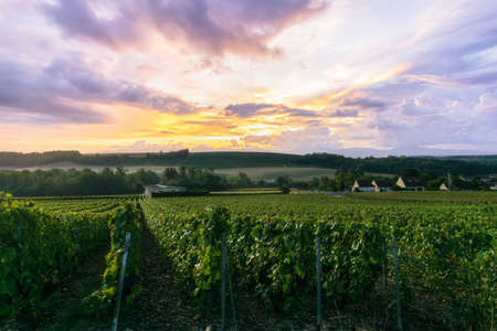 Row vine grape in champagne vineyards at montagne de reims, Reims, Franceの写真素材