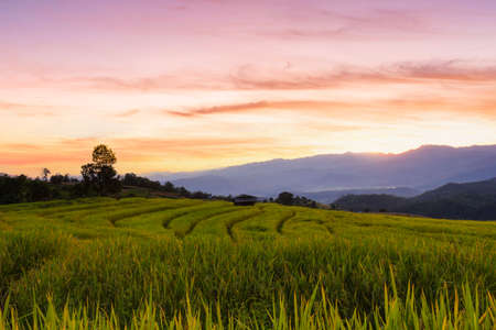 Green Terraced Rice Field in Pa Pong Pieng, Chiang Mai, Thailandの写真素材