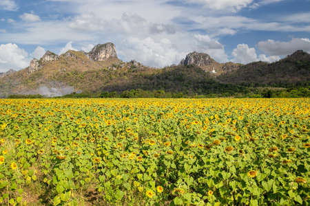 Beautiful sunflowers in spring field and the plant of sunflower is wideness plant in travel location, Lopburi Province, Thailandの写真素材