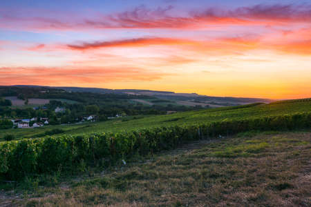 Row vine grape in champagne vineyards at montagne de reims, Reims, Franceの写真素材
