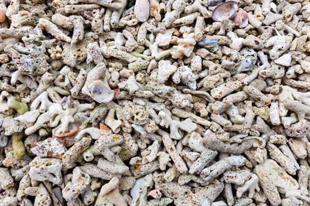 Top views seashells background on the beach.