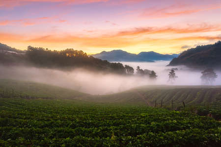 Misty morning sunrise in strawberry garden, View of Morning Mist at Doi Angkhang Mountain, Chiang Mai, Thailandの写真素材